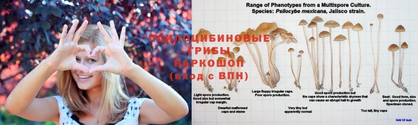 ПСИЛОЦИБИНОВЫЕ ГРИБЫ Арсеньев
